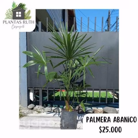 Palmeras abanico
