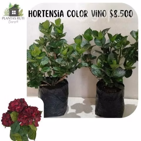 Hortensias color vino tinto