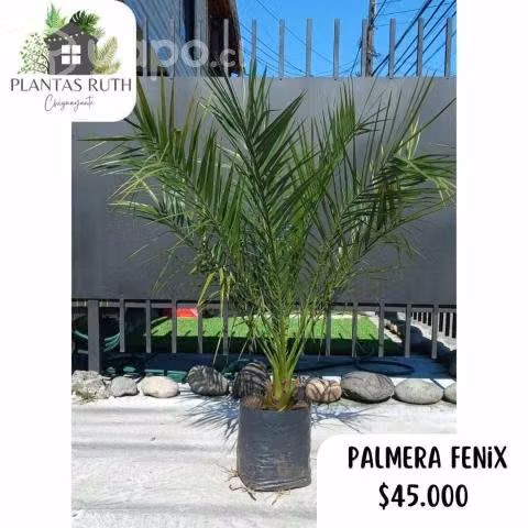 Palmeras fenix grandes