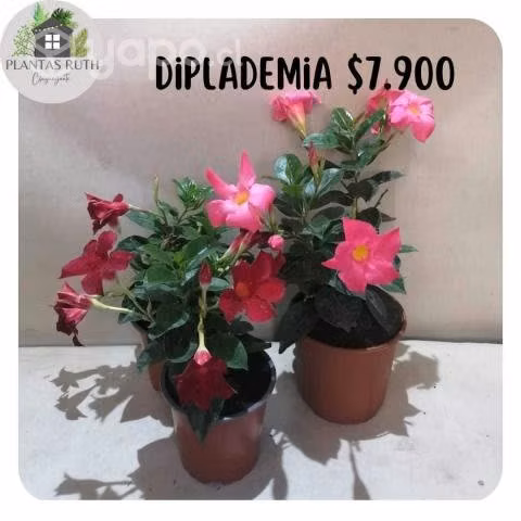 Diplademias