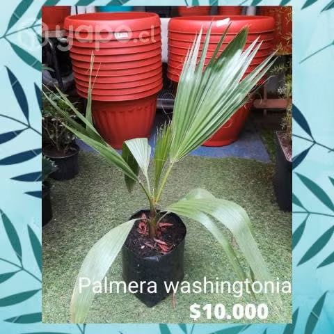 Palmera washingtonia