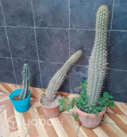Cactus