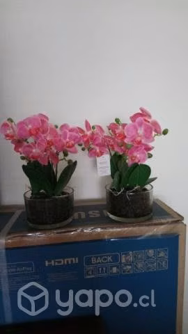 Plantas decorativas