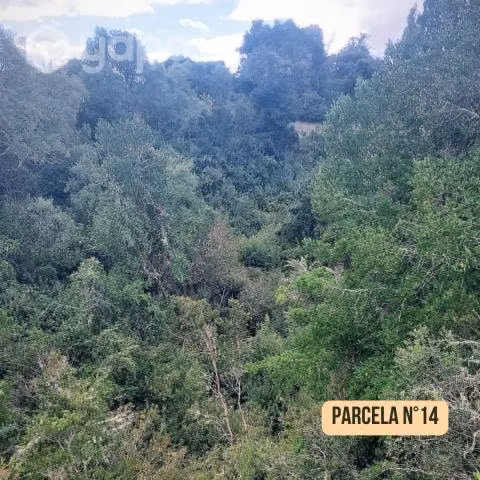 SE VENDE PARCELA 5000m2 / Trumao - La Unión
