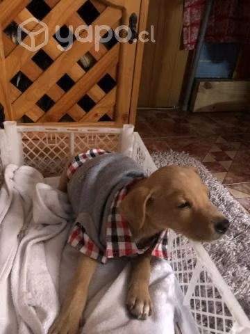 Se da en adopcion a este guapo y galan cachorro