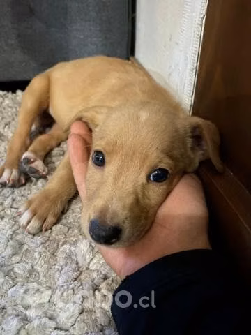 Se da en adopcion a este guapo y galan cachorro