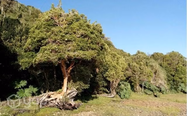 Dueña vende parcelas de 5.000 por 13M