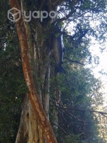 Terreno 2 hectareas Rio Blanco coihueco