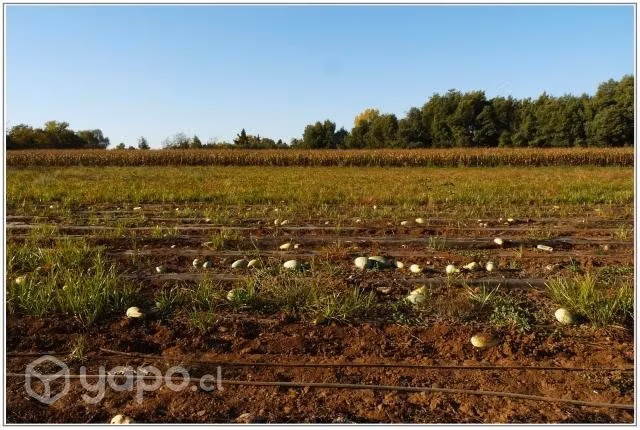 CAMPO Plano 10,6Ha Suelo Agrícola Primera de Riego
