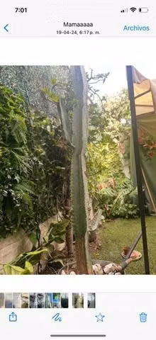 Cactus 2 mts aprox