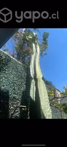 Cactus 2 mts aprox