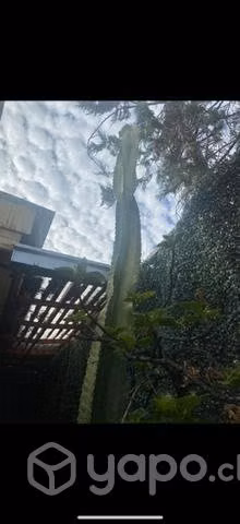 Cactus 2 mts aprox