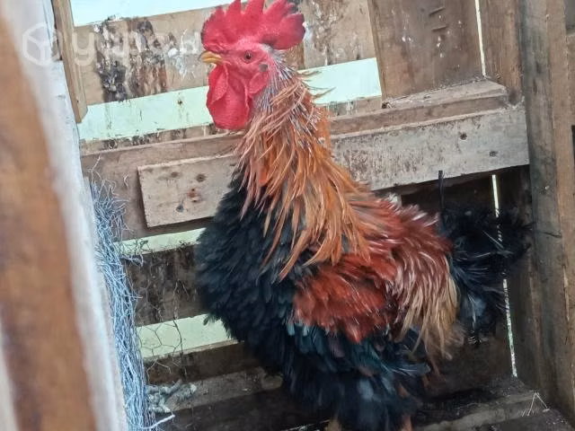 Gallo Trintre Reproductor