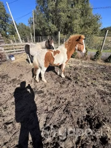Potrillo pony 6 meses