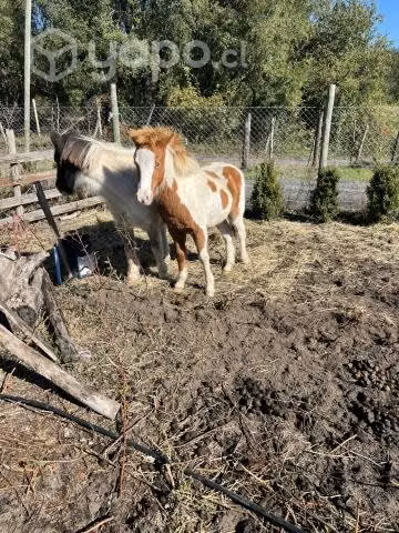 Potrillo pony 6 meses