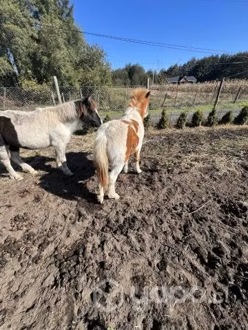 Potrillo pony 6 meses