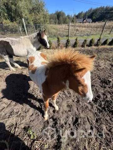 Potrillo pony 6 meses