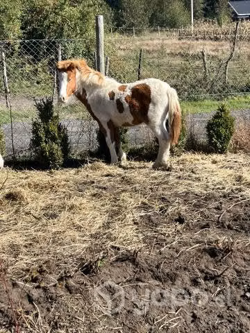 Potrillo pony 6 meses