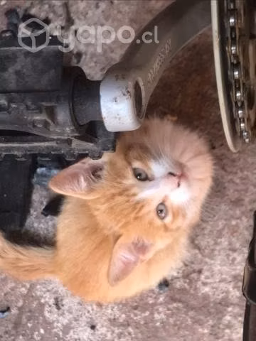 Se regalan gatitos