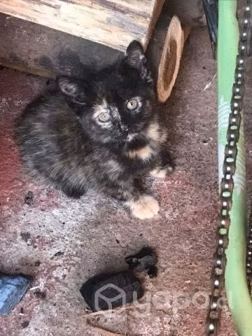 Se regalan gatitos - Imagen 2