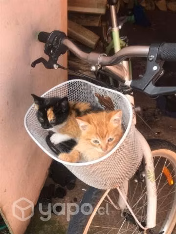 Se regalan gatitos - Imagen 6
