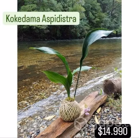 Kokedamas y plantas en maceteros artesanales