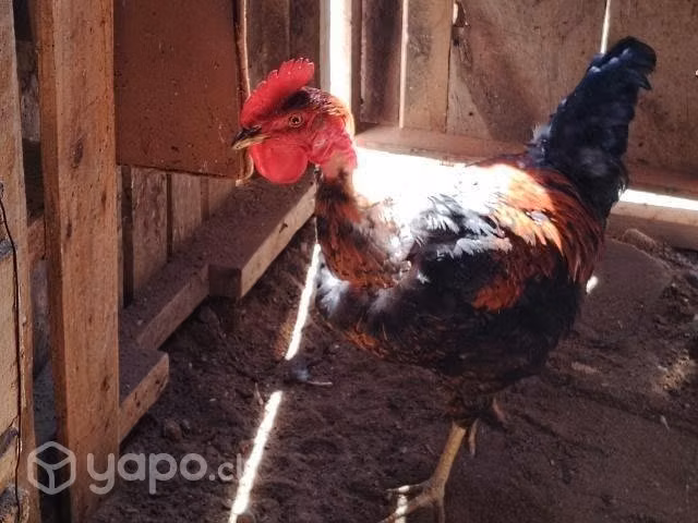 Permuto gallito de 8 meses