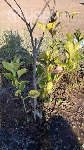 Se vende parcela Valle Fertil