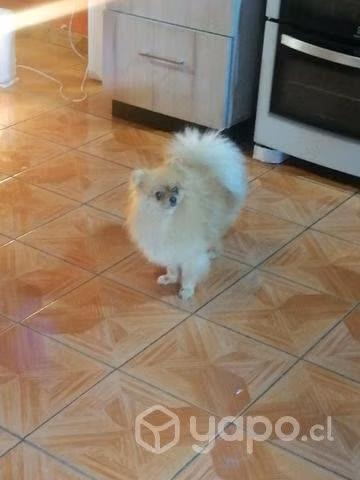 Se busca novia - Imagen 2
