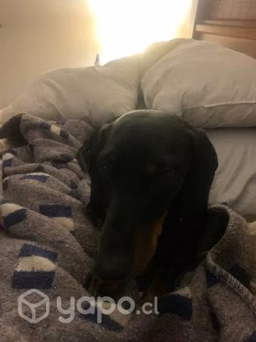 Perro salchicha negro busca novia