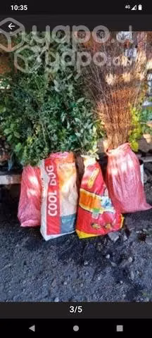 planta nativa