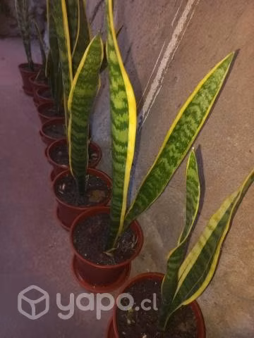 Plantas...la lengua de la suegra...espada de san j
