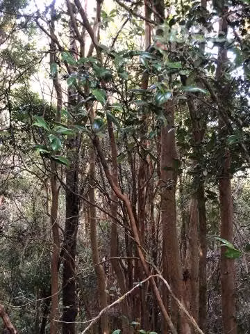 Parcela en lago tarahuin