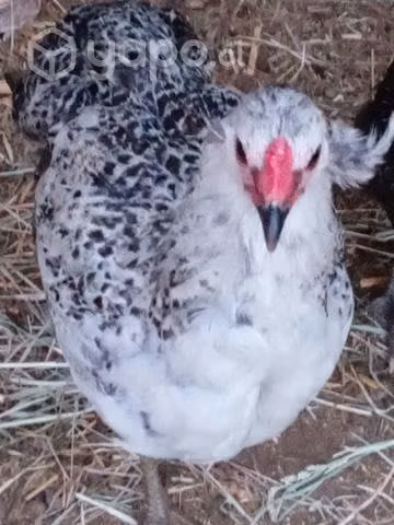 Kolloncos y pavos reales
