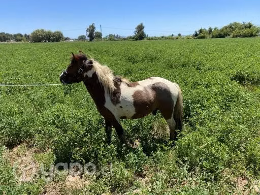 Montas de potros ponys y Falabella