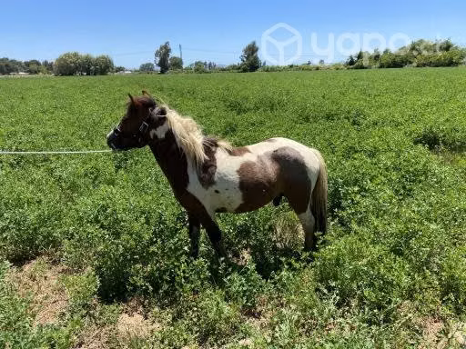 Caballos y potrillo ponys y potro Falabella