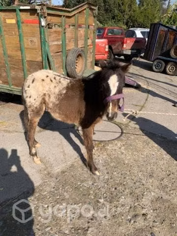 Caballos y potrillo ponys y potro Falabella