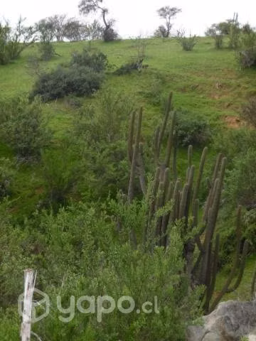 Parcela 5000 metros Sector Cajón de Lebu con Rol - Imagen 5