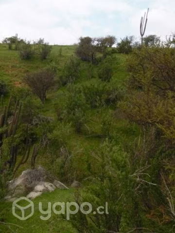 Parcela 5000 metros Sector Cajón de Lebu con Rol - Imagen 3