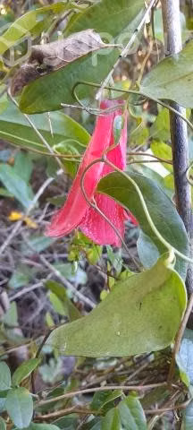 Parcela de agrado