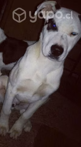 Mezcla Dogo Argentino en adopción