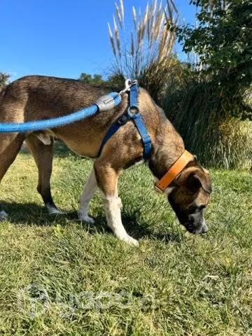 KRYPTO, mezcla de akita en busca de hogar