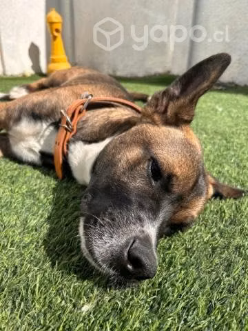 KRYPTO, mezcla de akita en busca de hogar