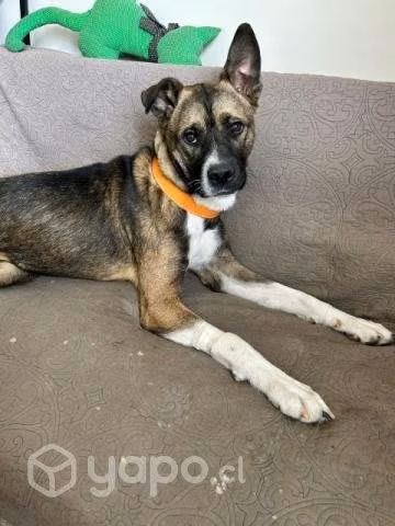 KRYPTO, mezcla de akita en busca de hogar