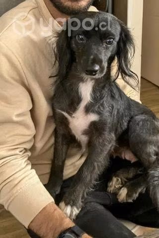 Curitiba, perrita regalona ideal para compañía