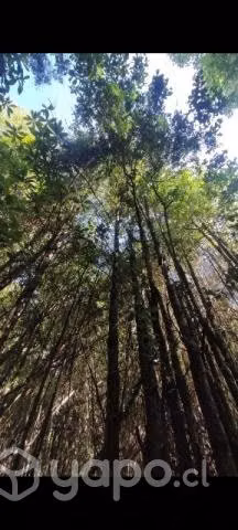 9.8 hectáreas , amplio uso , vida tranquila
