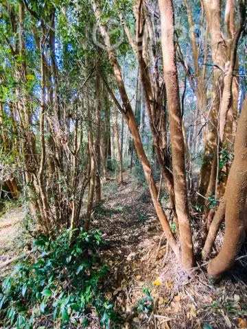 Parcela Mantilhue Rio Bueno