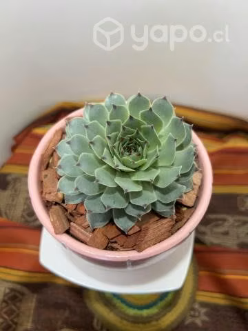 Suculentas