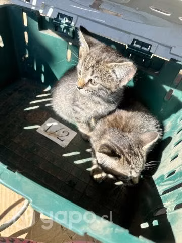 Se regalan gatitos pequeños - Imagen 3