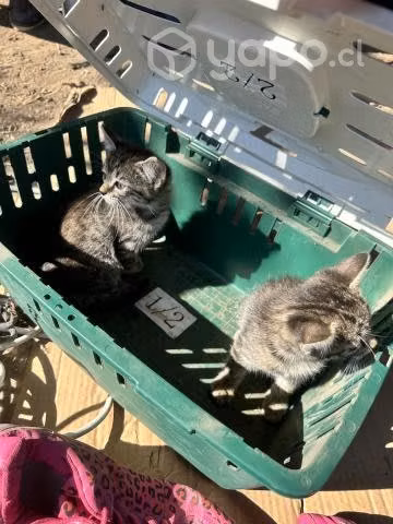 Se regalan gatitos pequeños - Imagen 5